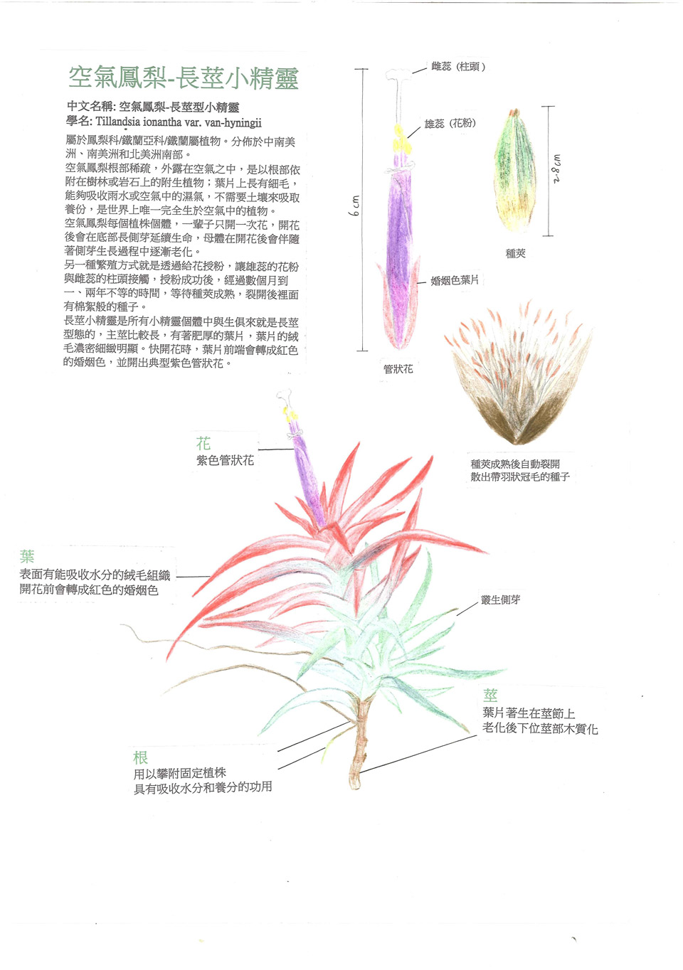 地表最強植物！ 空氣鳳梨-長莖小精靈