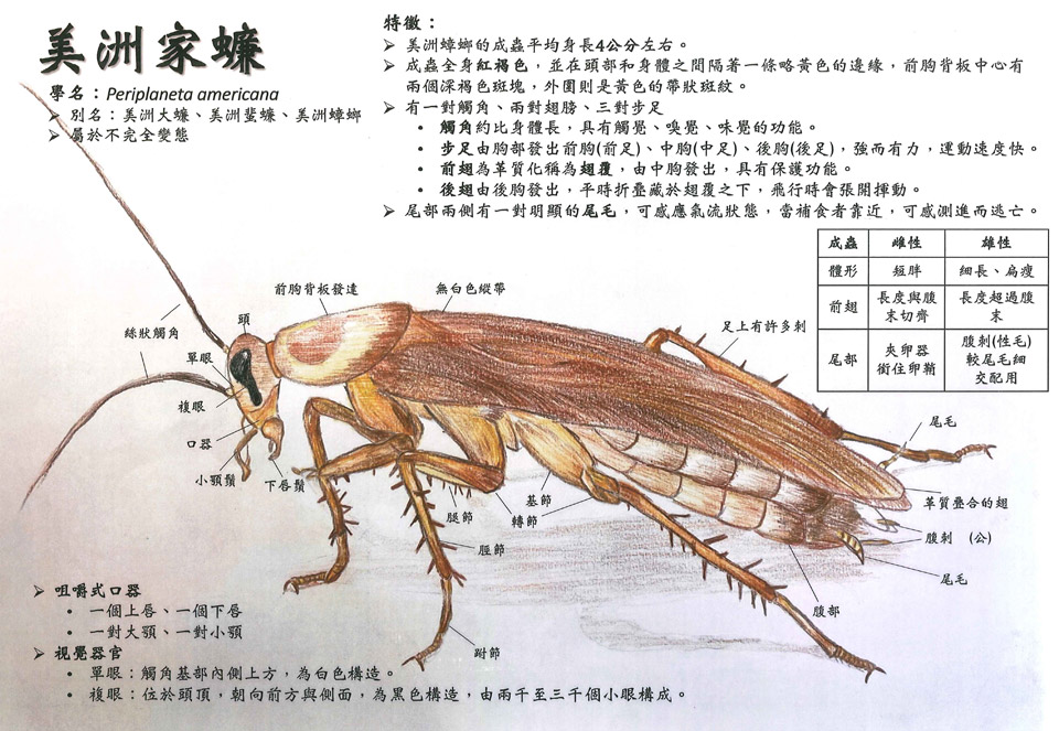 打不死的小強-美洲家蠊1