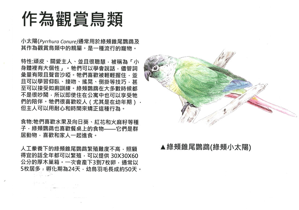 綠頰椎尾鸚鵡2