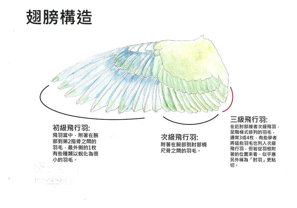 綠頰椎尾鸚鵡3