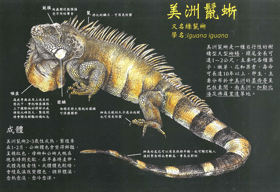 美洲鬣蜥1