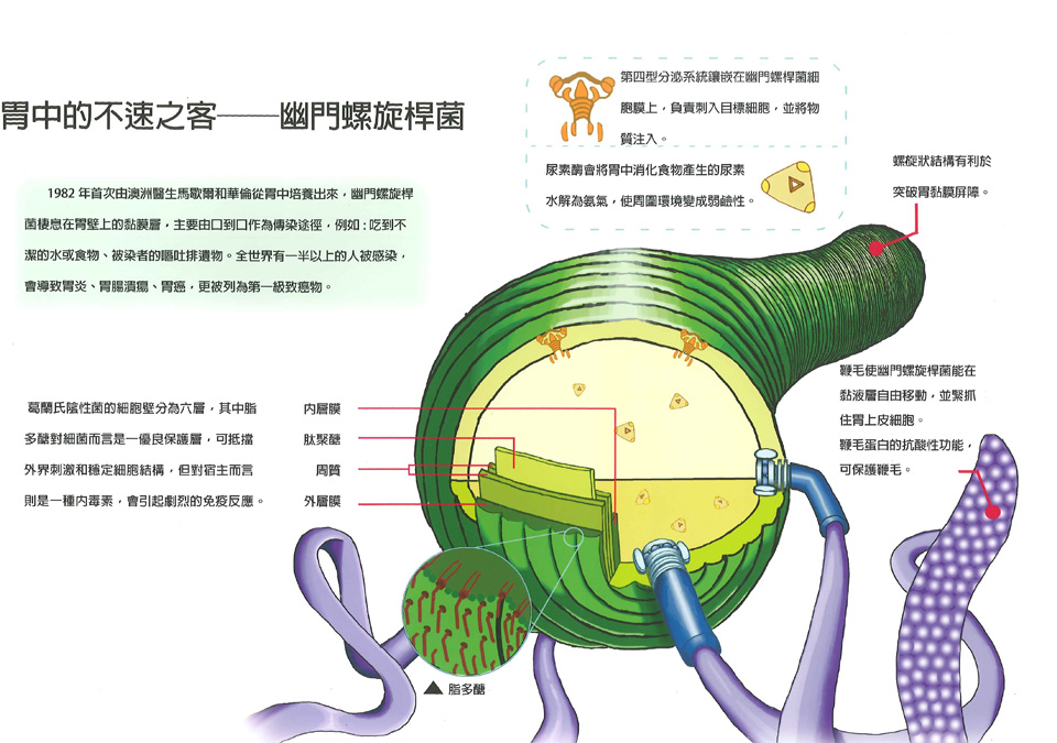 胃中的不速之客──幽門螺旋桿菌1