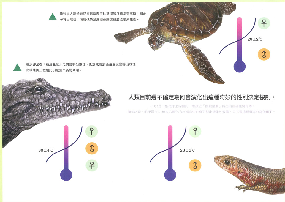 爬蟲類，生男生女誰說了算？1