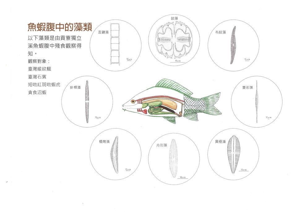 溪流住民與覓食環境2