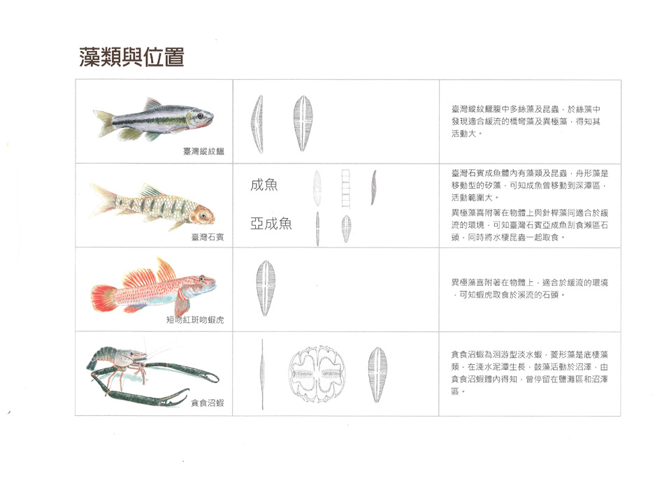 溪流住民與覓食環境3