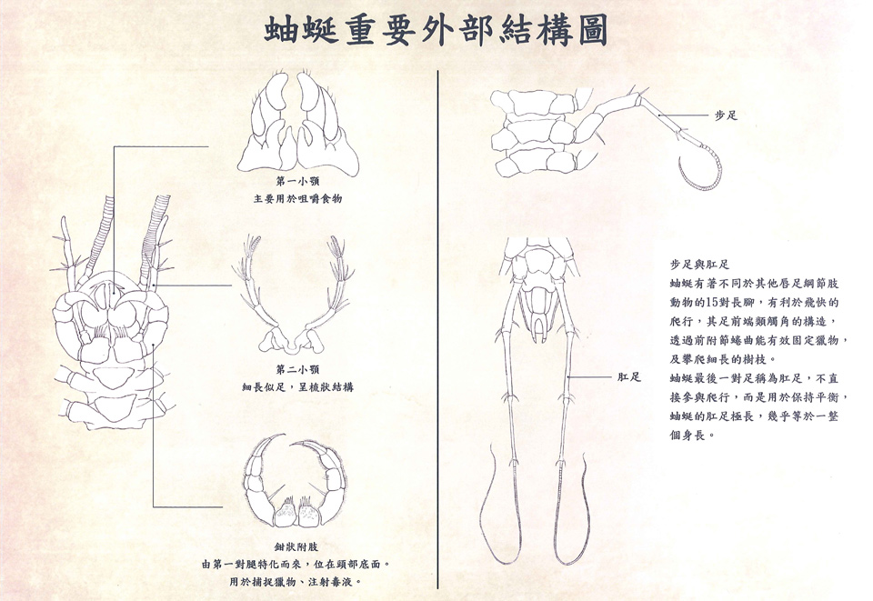 令人毛骨悚然的蟑螂殺手--蚰蜒2