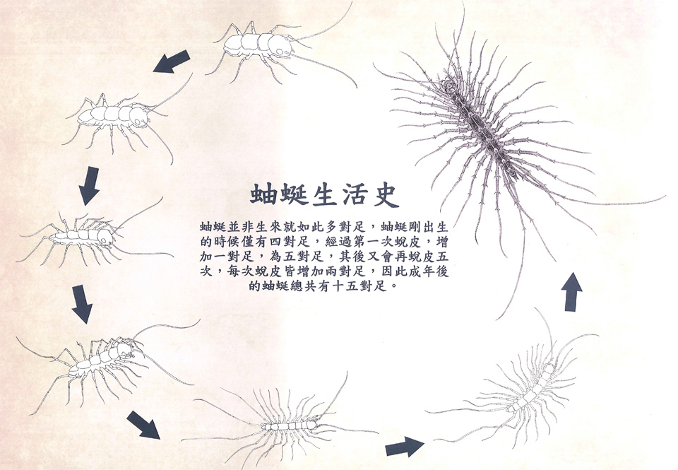 令人毛骨悚然的蟑螂殺手--蚰蜒3 令人毛骨悚然的蟑螂殺手--蚰蜒3