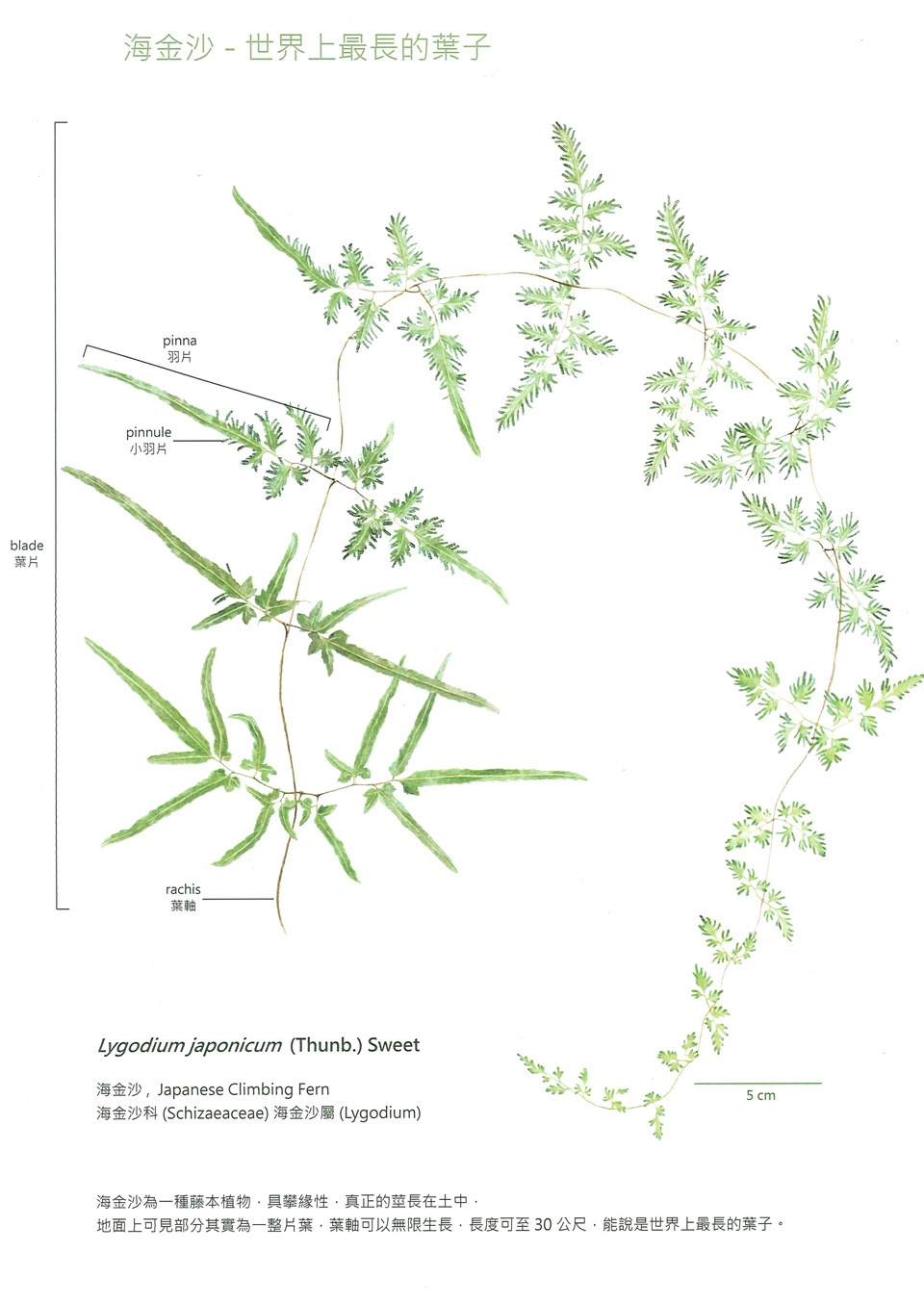 海金沙 - 世界上最長的葉子1