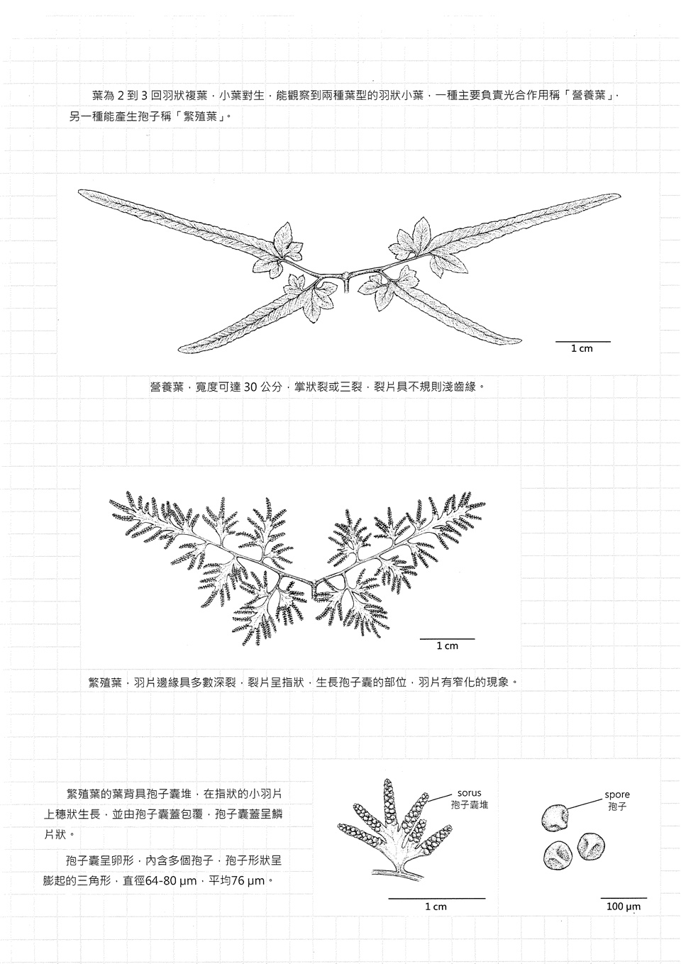 海金沙 - 世界上最長的葉子2