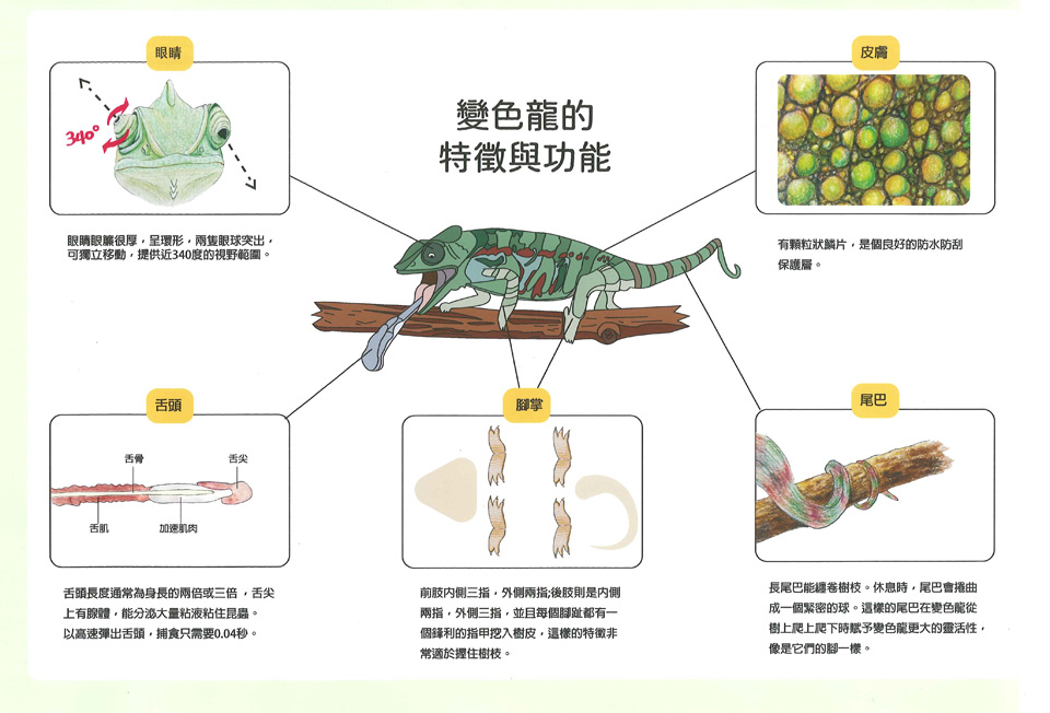 神奇的變色龍2