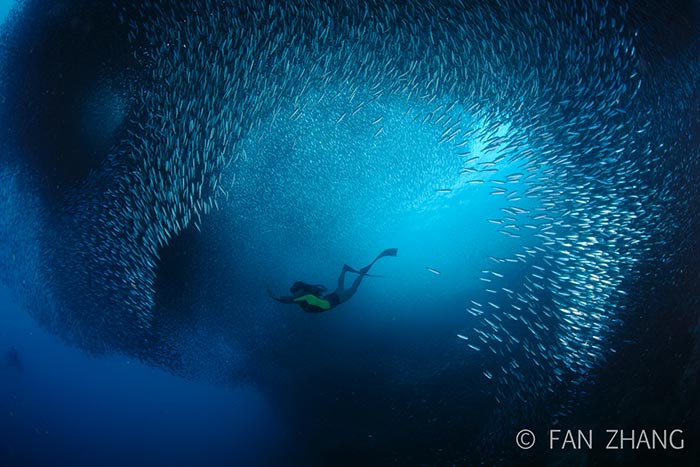 沙丁魚風暴