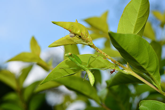 范又方-食物鏈1