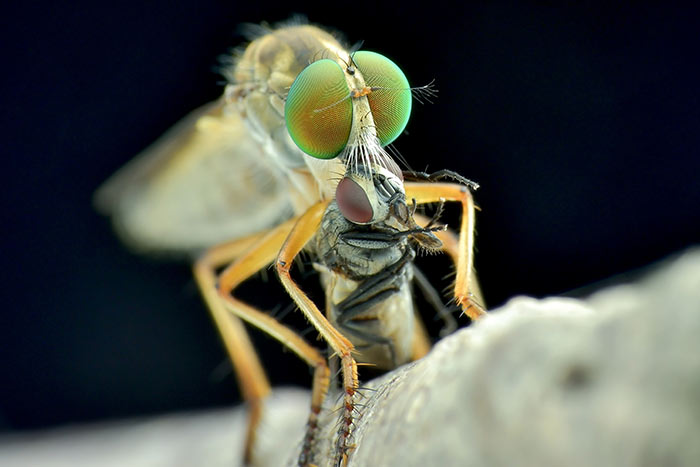 陳鴻生-食蟲虻，牠是食蟲還是吸食蟲？2