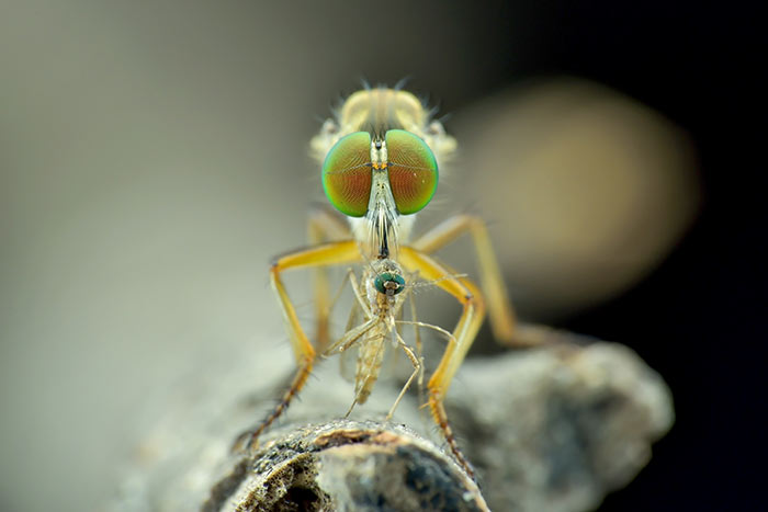 陳鴻生-食蟲虻，牠是食蟲還是吸食蟲？3