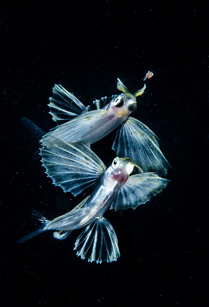 飛魚獵食