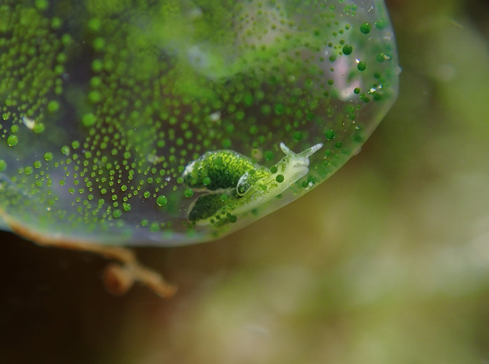 海藻中的小精靈Little Green Gulper