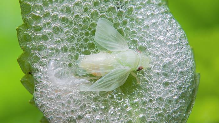 美麗沫蟬