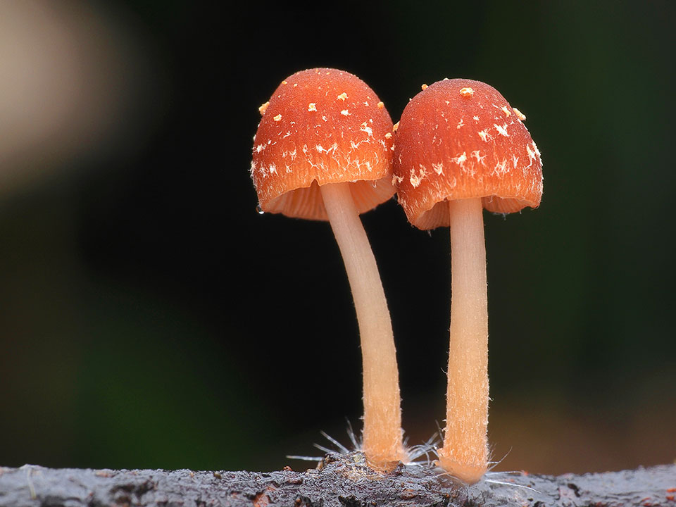 林汝貞-不菇單的雨季2