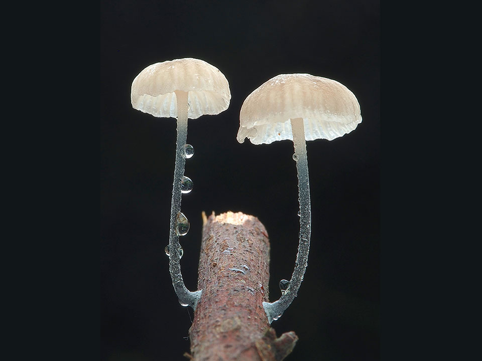 林汝貞-不菇單的雨季3