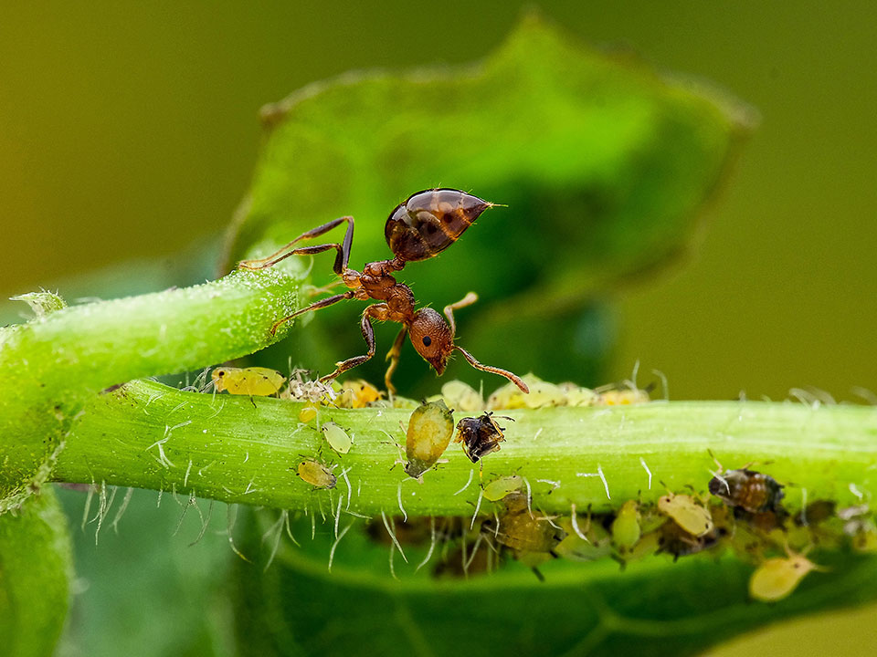 最佳拍檔：螞蟻與蚜蟲