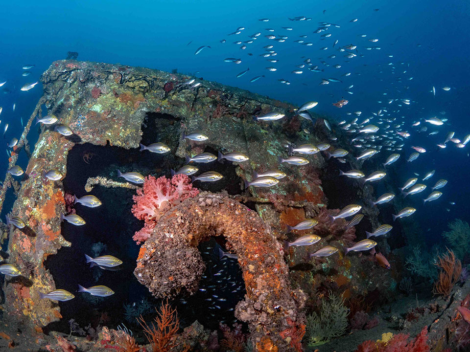 高國維-人工魚礁的集魚效應1