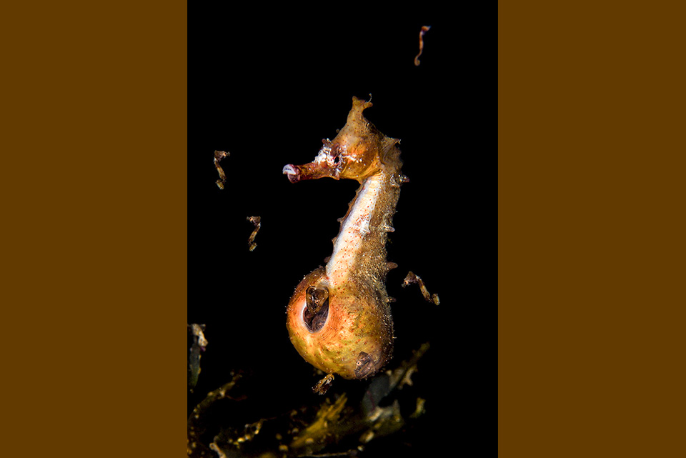 海中生物行為（1.父愛 2.海中俏皮鬼臉 3.掠食）