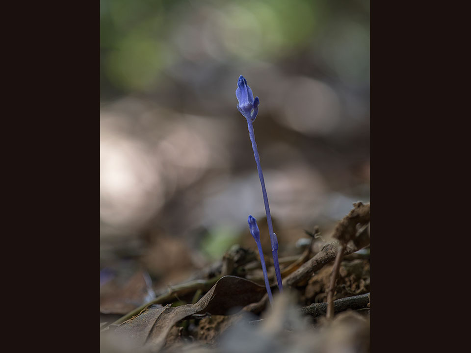 李思霖-腐生植物：紫水玉簪1