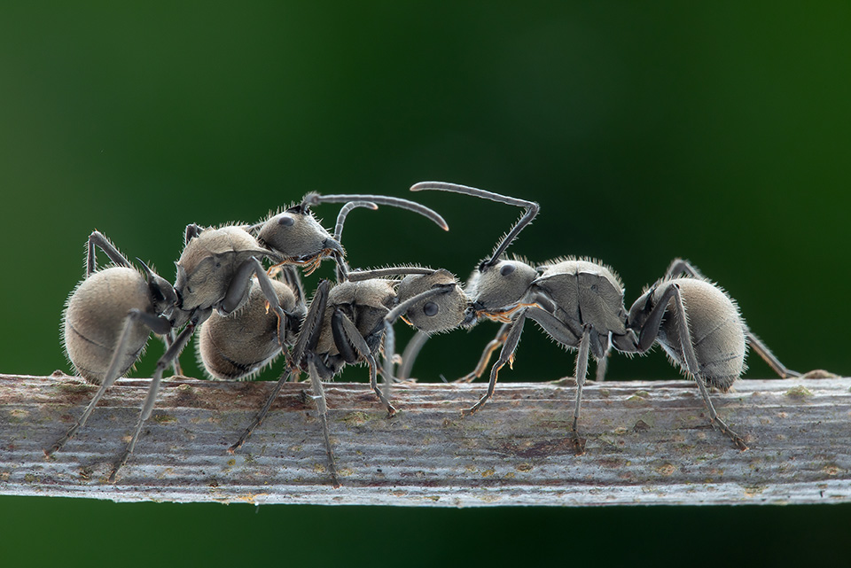 馬薈阜-螞蟻的行為1