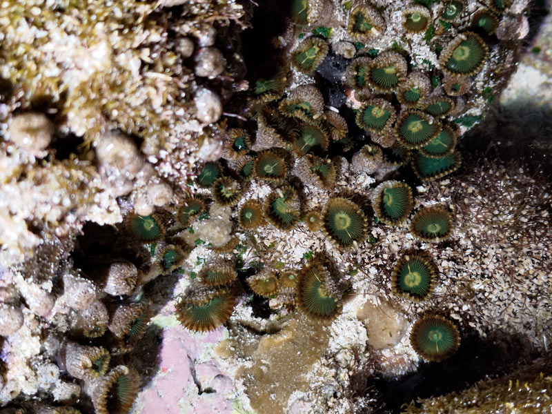潮間帶菟葵防曬保護盾 - 綠螢光蛋白