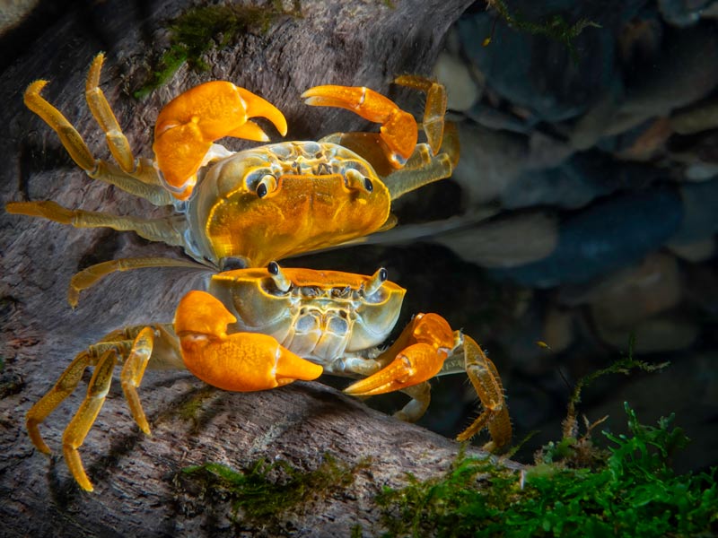 高國維-金瓜寮溪的螃蟹2
