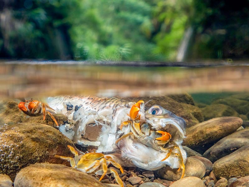 高國維-金瓜寮溪的螃蟹3