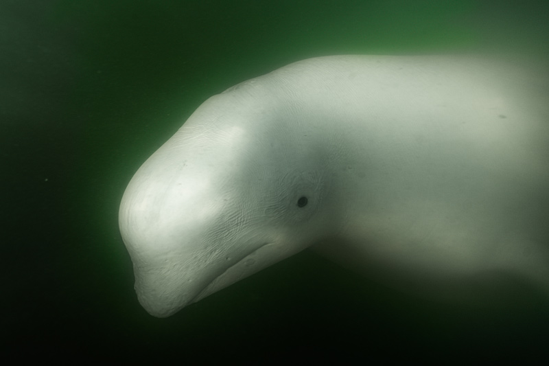鄭嵩樺-北極白鯨靈1