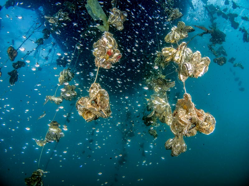 高國維-各種成為海洋生物之家的人造廢棄物3