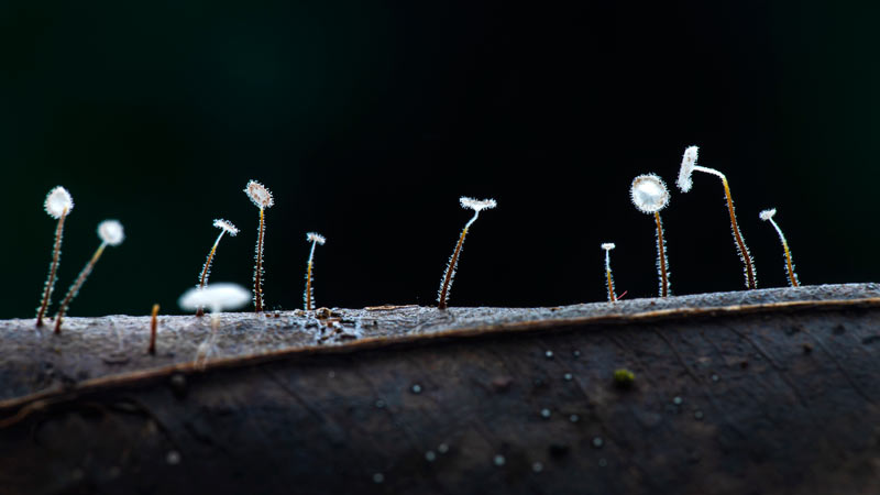楊麗芳-菇菇的世界3