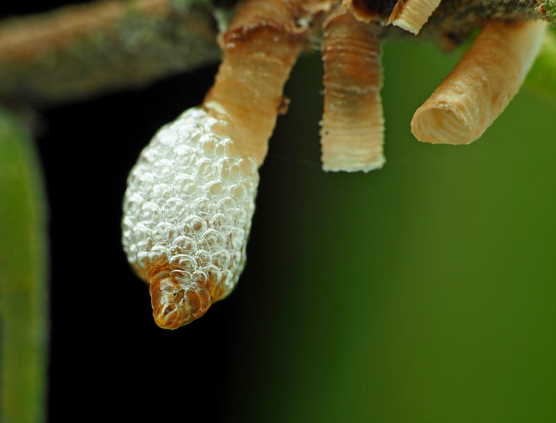 王福章-蟲蟲吹泡泡1