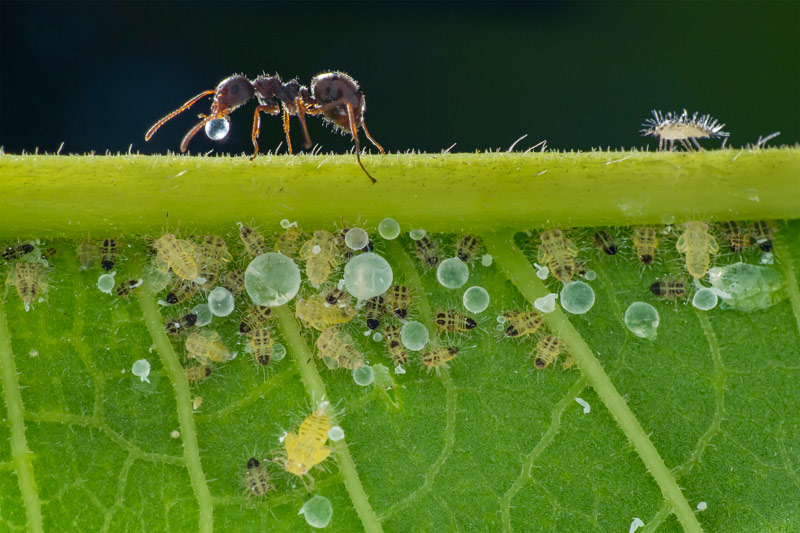陳銘修-蚜蟲與螞蟻的定情物-蜜露1