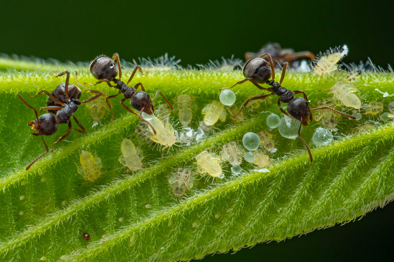 陳銘修-蚜蟲與螞蟻的定情物-蜜露3