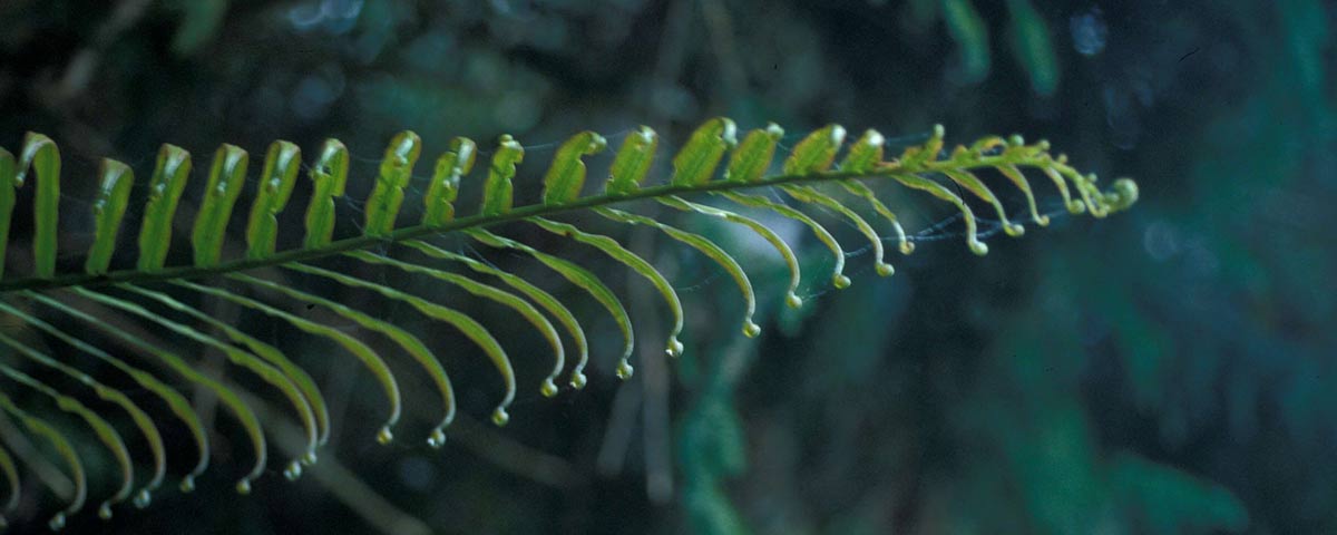 邵族藥用植物誌初探