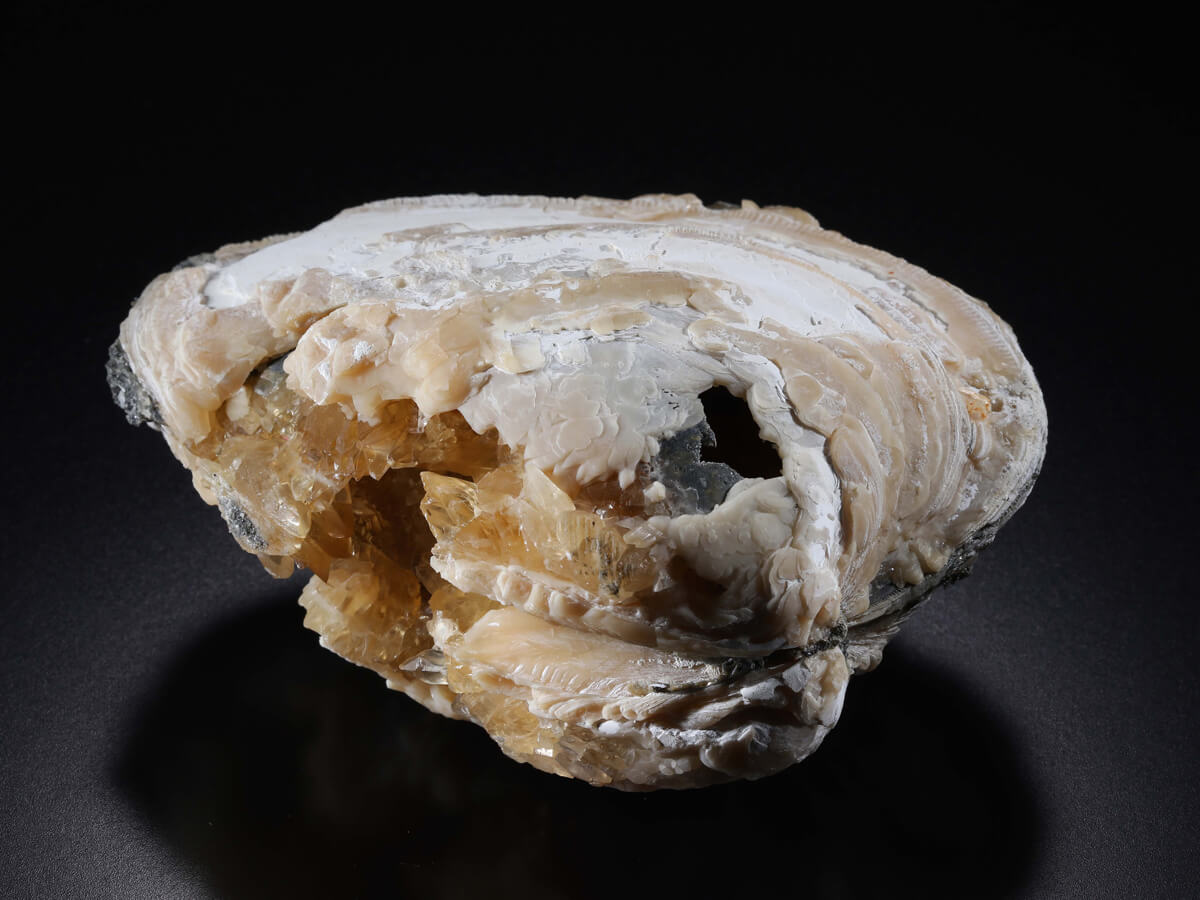 貝殼化石中的方解石