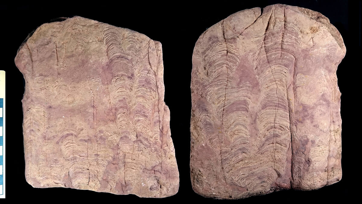 疊層石  — 地球上最早形成的生物礁類型