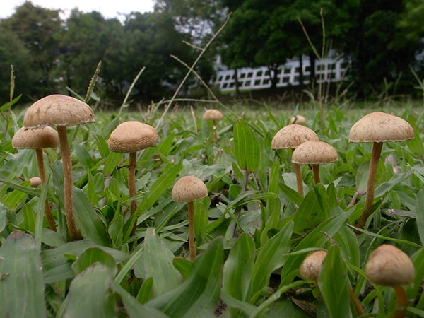 半球形田頭菇 Agrocybe semiorbicularis