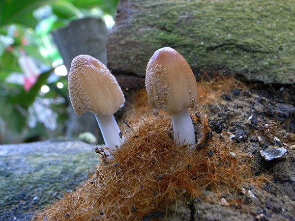 只要腐木上發現鋪滿了黃褐色的粗菌絲，毯狀，密密麻麻地，就表示它快出現了，很特別的是，它那 像個小吊鐘似的黃褐色菌蓋表面，覆蓋著許多雲母石狀白色晶粒，十分引人 注目，但等到成熟時還是逃不過自溶變黑的宿命。