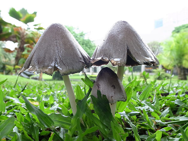 另一種常見鬼傘，菌蓋表面像鋪了一層白毛，看起來毛茸茸的，初生時模樣十分可愛，隨著菇體成熟，逐漸開展像把小傘，不過常會被菌蓋邊緣和菌褶溶解產出的墨汁沾污。可食，但須小心，因與酒類同食會引起中毒現象。