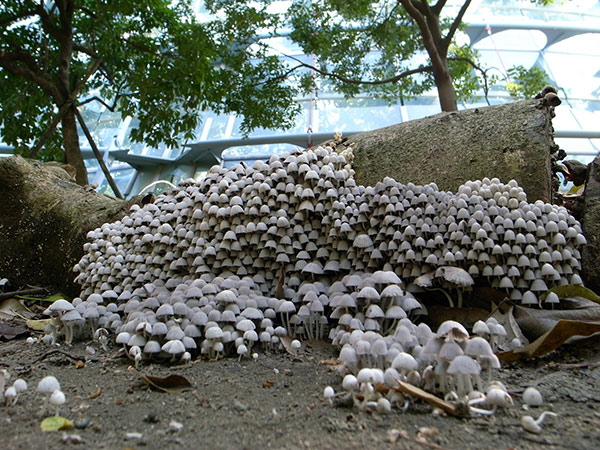 又稱『小鋼盔』、『小仙 女帽』，這種迷你小菇，常大面積聚生，相當壯觀 。菌蓋初生時為乳白色， 之後顏色轉深，溝紋明顯 ，看起來就像小仙女頭上戴的帽子，但很快就變樣成一灘污黑水。