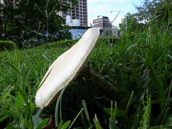 偶見於科博館，這種鵝膏，全株純白美麗 ，不過卻是劇毒的毒菇， 有『招魂天使』之稱，可見它的毒性強，無藥可救 ，不可不慎。