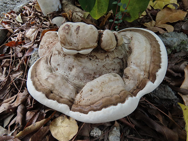 南方靈芝 Ganoderma australe