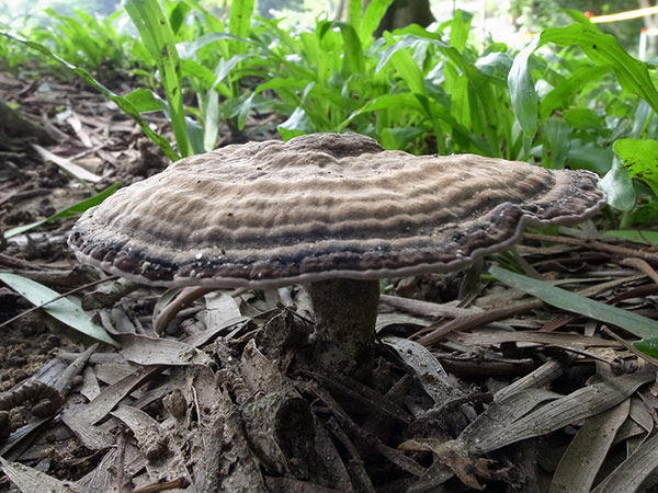 假芝具有受傷會瘀青流血的近圓形菌蓋，有著美麗明顯的同心環紋，汙白色菌孔受到擠壓或受傷時會快速氧化，一連串的反應從淺紅、血紅轉至為黑褐色就像人類受傷瘀青流血結痂般，非常有趣。