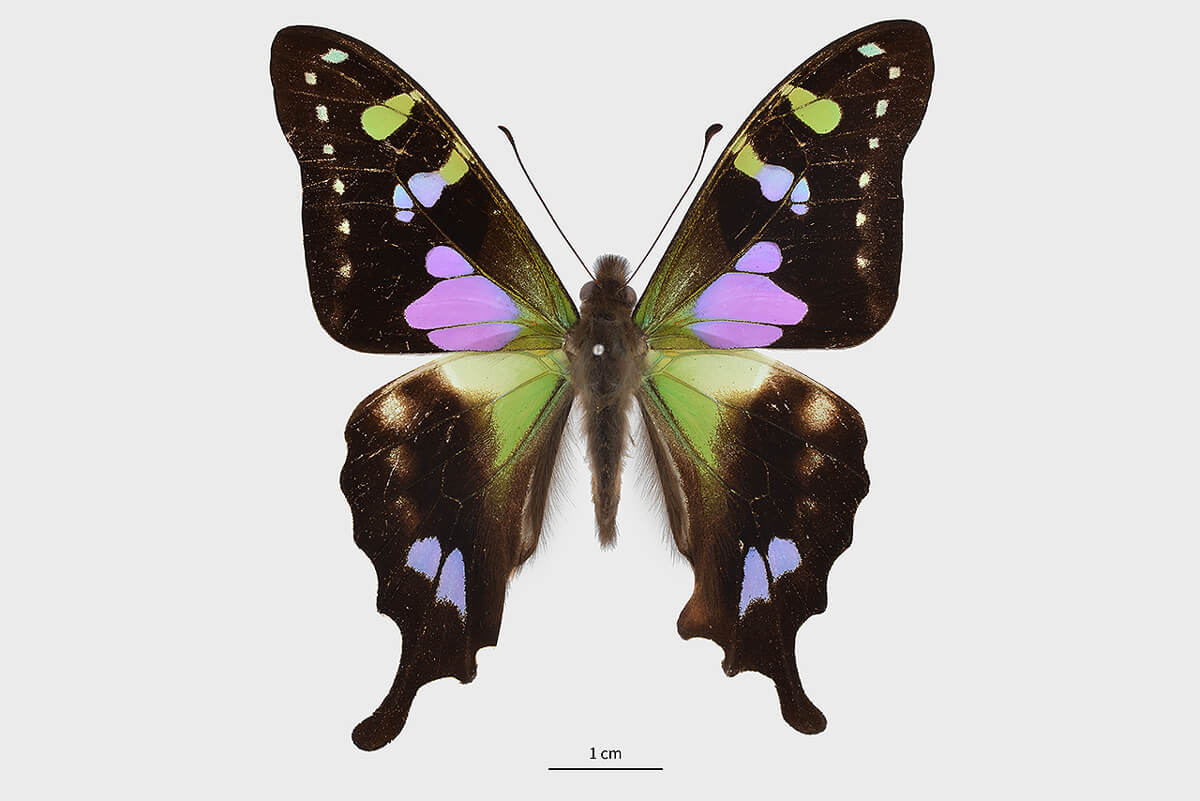 紫斑青鳳蝶