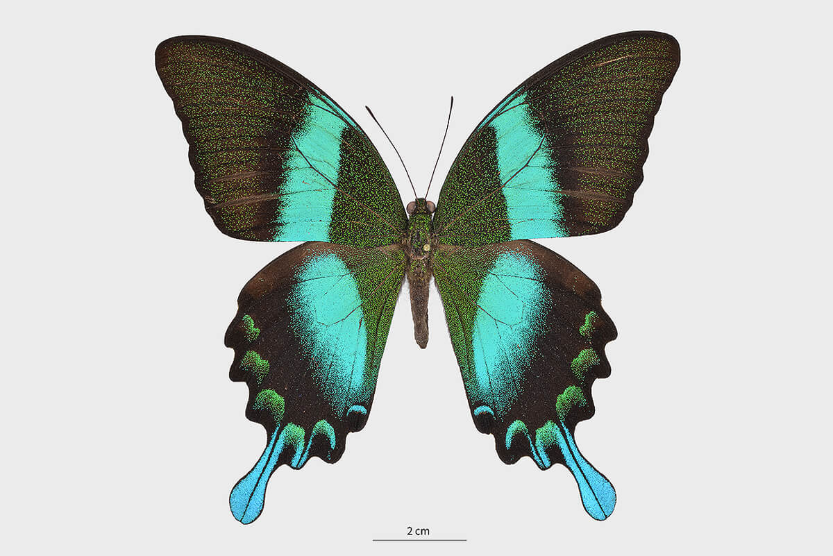 藍尾翠鳳蝶