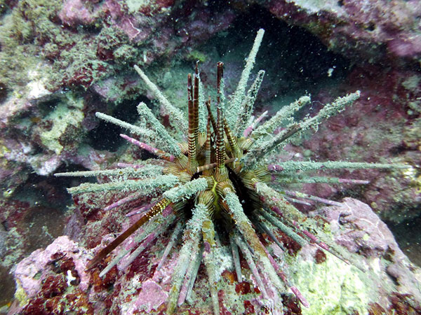 環棘鋸棘頭帕經常白天就出現在礁石上攝食。